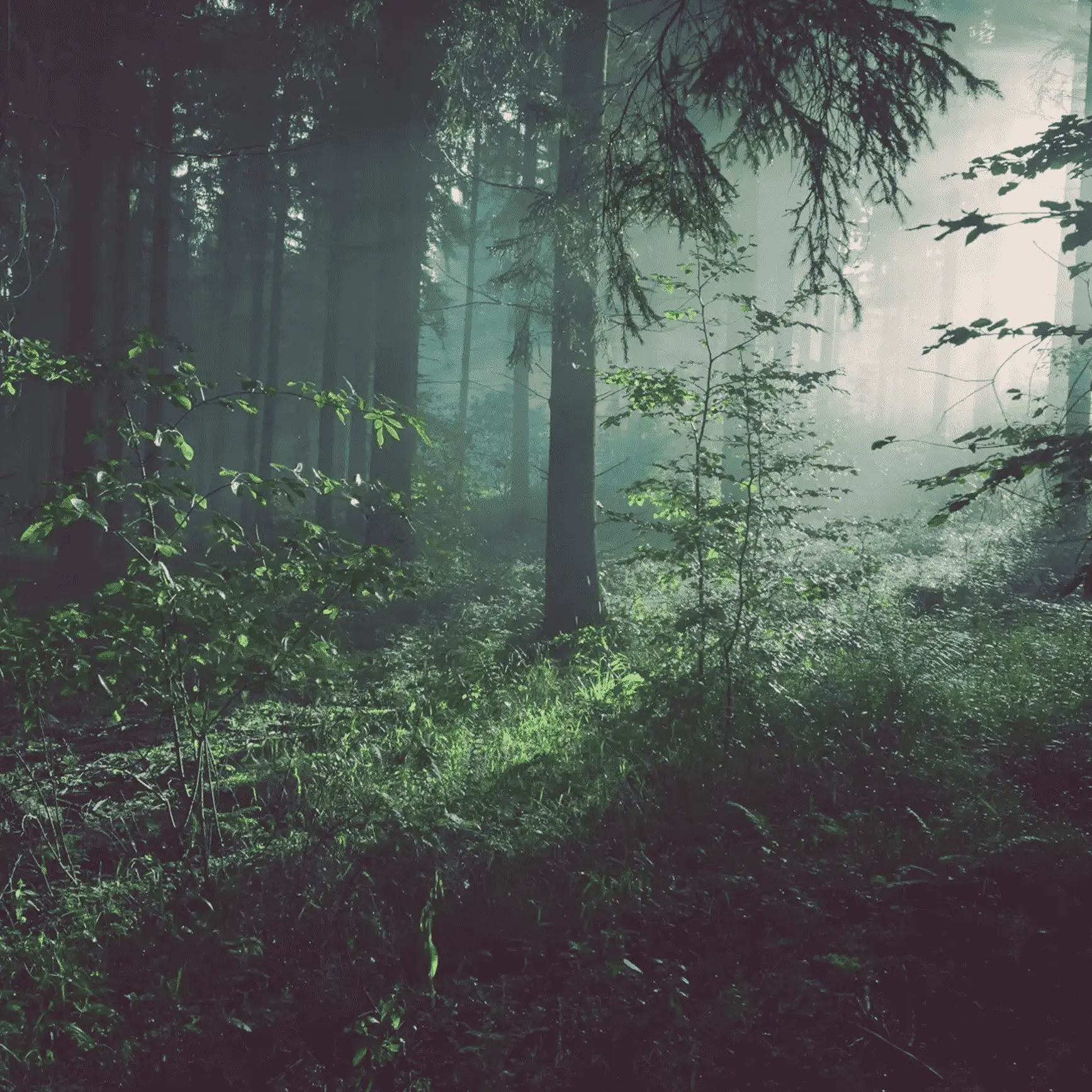 Parallax Image